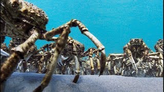 Army Of Spider Crabs Shed Their Shells - Blue Planet II