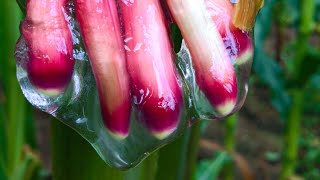 This Slime Could Change The World | Planet Fix | BBC Earth Lab