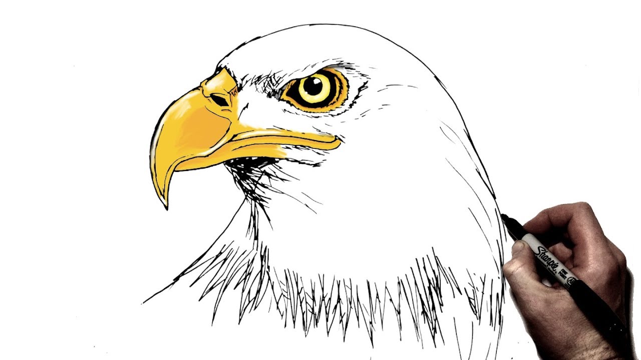 Eagle Drawings Step By Step