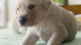 Secret Life of Dogs: Stories That Will Blow You Away - BBC Earth Unplugged