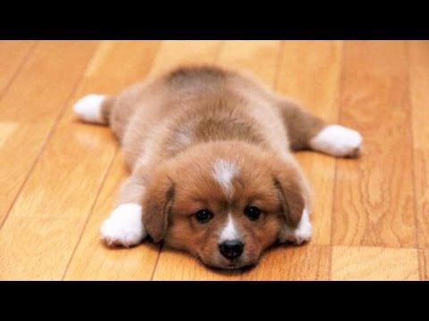 Cute Puppies Doing Funny Things Compilation (Cute Puppies Doing Funny Tricks)