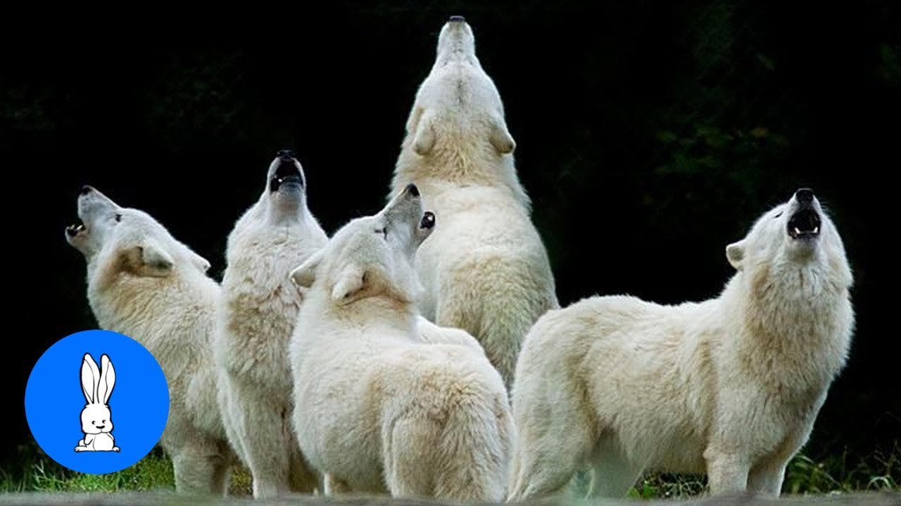 Wolf Pack Howling