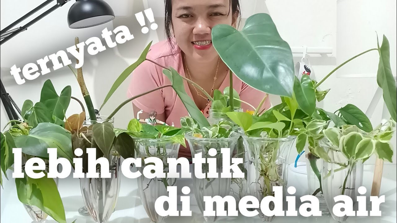 Jenis Tanaman Yang Bisa Hidup Di Air Tanaman Hias Media Air Menthul Menthul Youtube