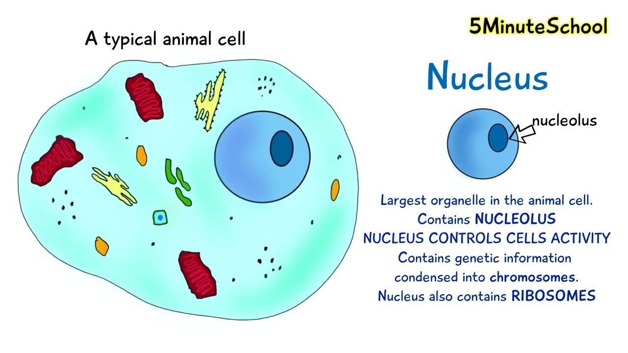 Nucleolus And Nucleus