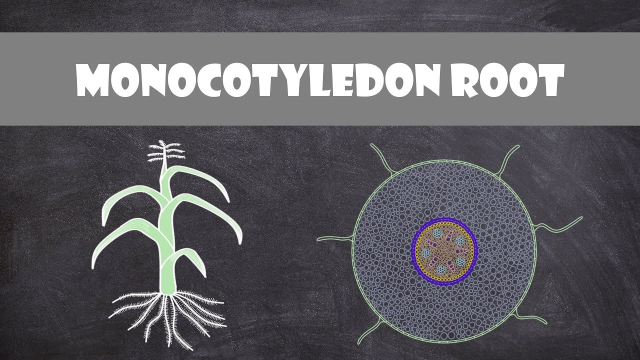 Monocot Seed Structure