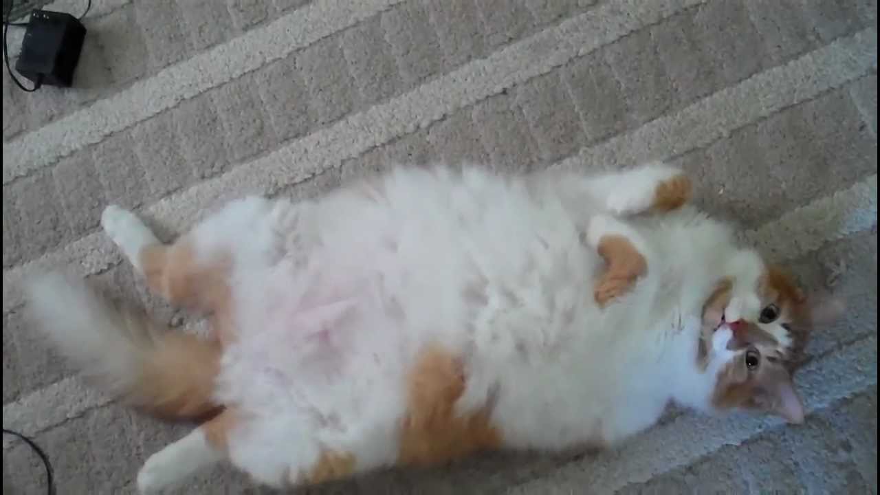  Cute  fat  cat  sneezes  YouTube