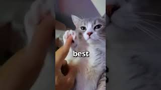 Have You Ever Seen A Cat Do This Wholesome Moments