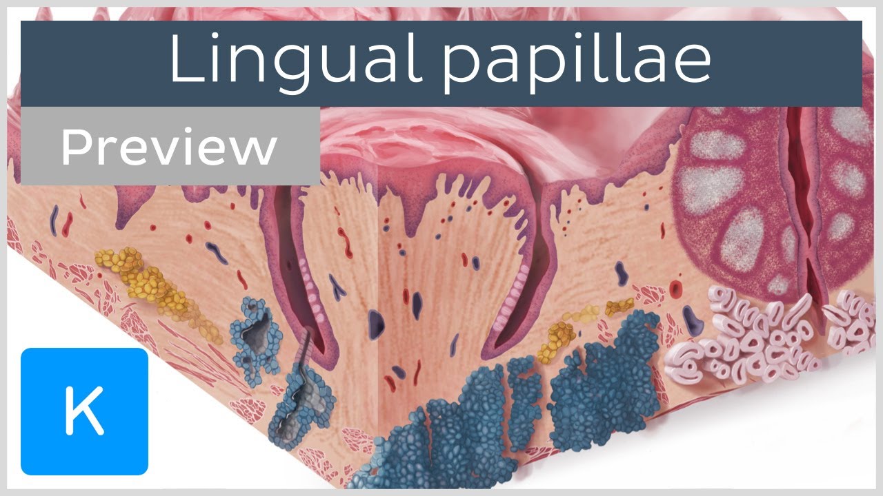 Surface Anatomy Of The Tongue Preview Human Anatomy K - vrogue.co