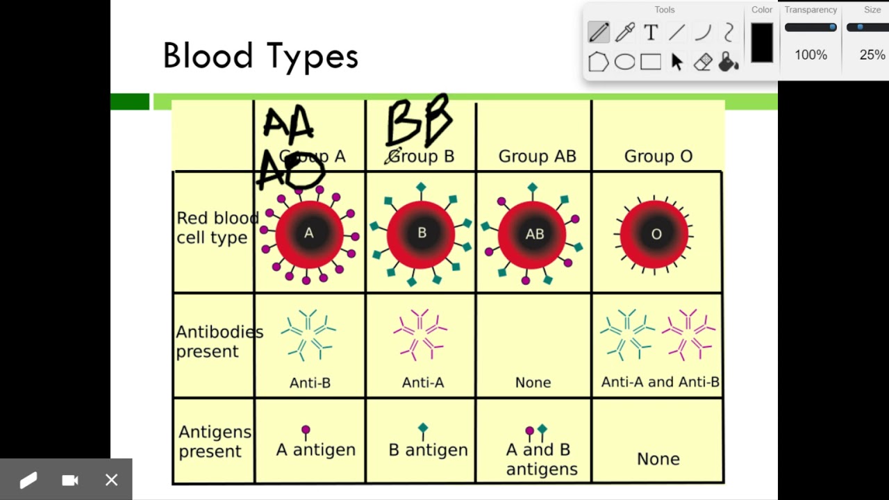 Blood Type Phenotype Chart