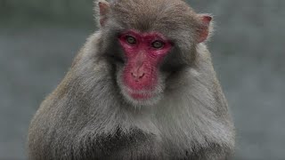 Wild Monkeys Roaming The Streets Hong Kong | BBC Earth