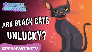 Are Black Cats REALLY Bad Luck? | COLOSSAL QUESTIONS