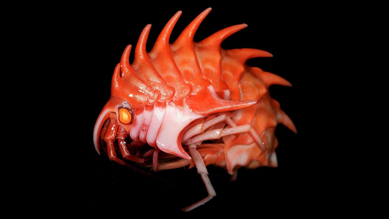 Amphipod