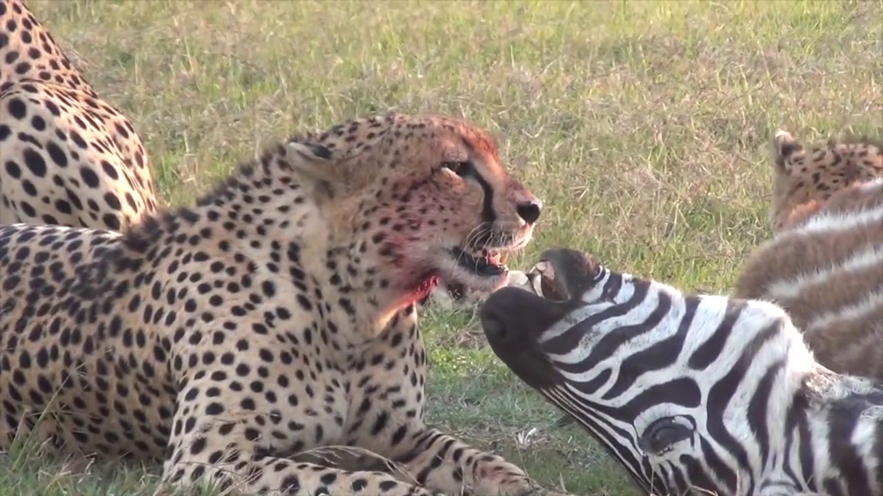 Cheetah Hunting Zebra