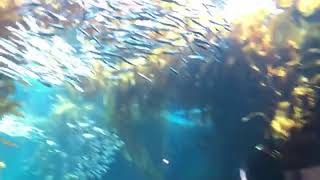 Lazy anchovies and sardines in the Kelp Forest  | Live From Monterey Bay!