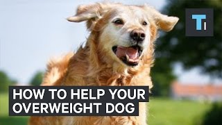 How to get your overweight dog back in shape