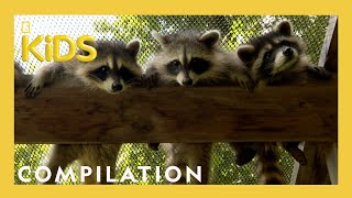 Rescuing Baby Animals! | Bandit Patrol | Nat Geo Kids Compilation | @natgeokids