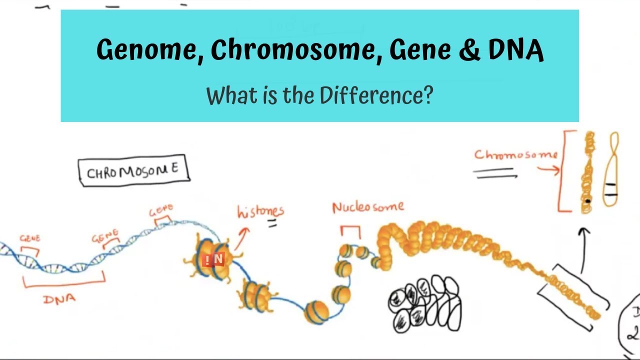 Genome Chromosome Gene And Dna What Is The Difference Youtube | Free ...