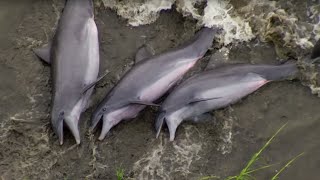 Dolphins Beach Themselves To Feed - The Hunt - BBC Earth