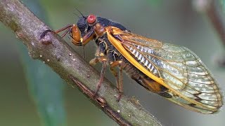 17 Year Periodical Cicadas - Planet Earth - BBC Earth