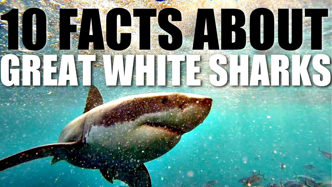 10 Facts About Great White Sharks - YouTube