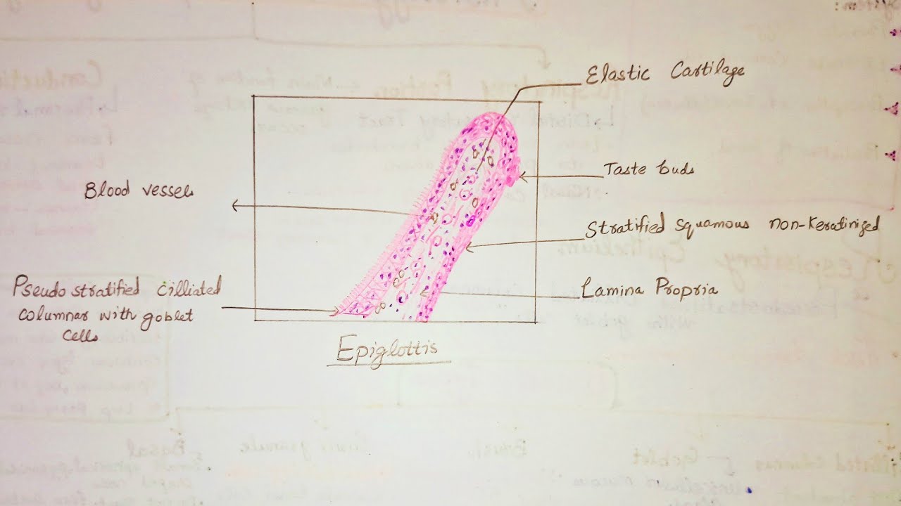 Function Of Epiglottis Diagram Epiglottis Anatomy, Location,