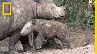 Sumatran Rhinos Are Nearly Gone—New Plan Launched to Save Them | National Geographic