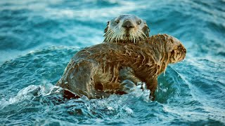 Sea Otters Hold Hands To Survive The Dangers Of The Open Ocean | BBC Earth