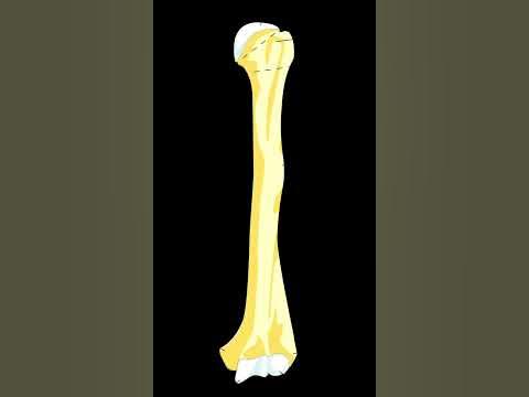 Bone Of The Day! Pt. 1 - YouTube