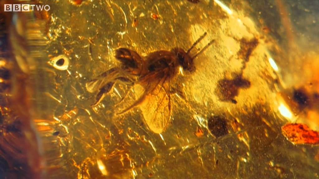 Prehistoric Insects In Amber