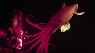 Jumbo squid caught on camera for Blue Planet II | Earth Unplugged