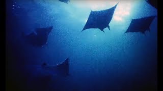 Filming Hundreds Of Mobula Rays At Night - Blue Planet II Behind The Scenes