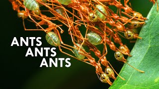 Weaver Ants: These Ants Turn Themselves Into Chains (Feat. AntsCanada)