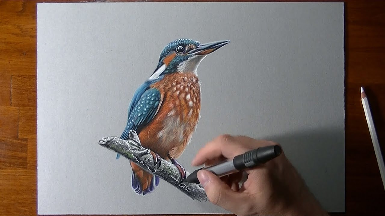 Preferenza Disegno realistico in timelapse un uccello Martin Pescatore EB87