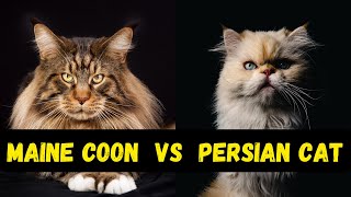 Maine Coon VS Persian Cat | Which Cat Breed is Right for You?