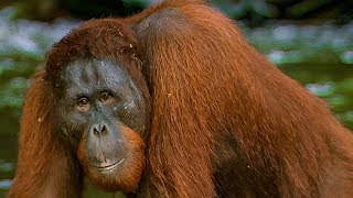 Hungry Orangutan Tries to eat Rocks | BBC Earth