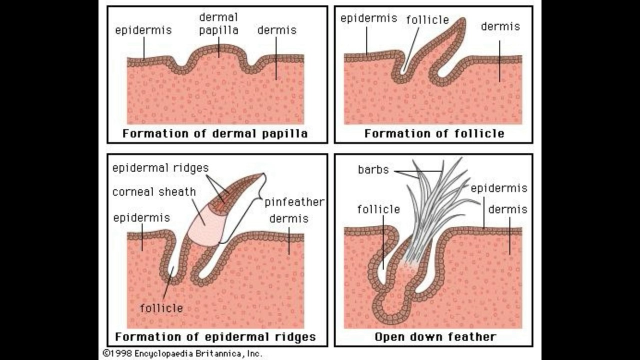 Epidermal Ridges Model