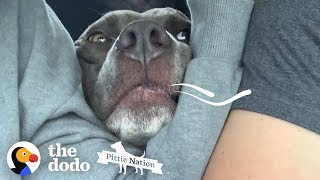 Pittie Makes A Siren Noise To Get What He Wants | The Dodo Pittie Nation