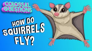 How Do Squirrels Fly? | COLOSSAL QUESTIONS