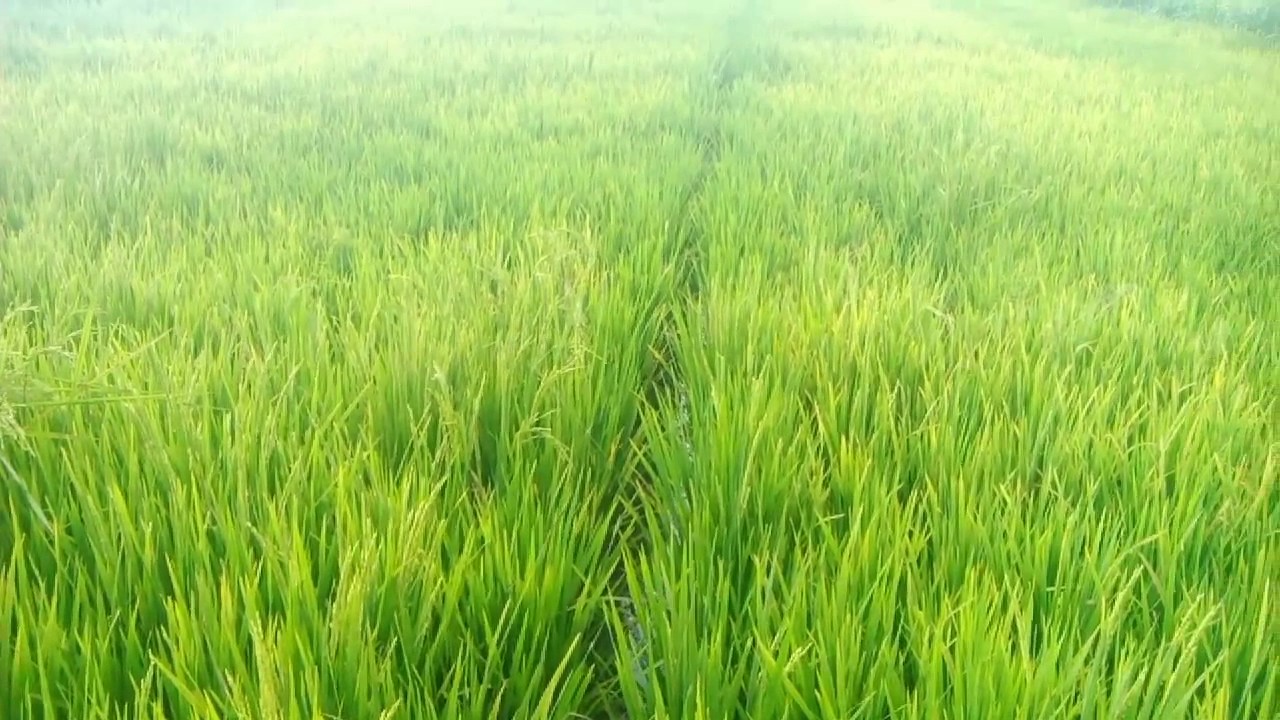 30 Gambar Sawah Padi Menguning Pemandangan Indah Sekali