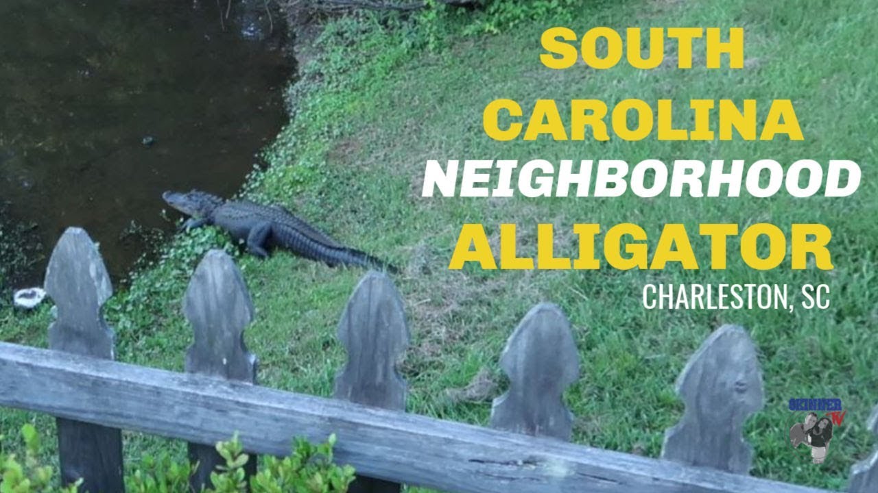 Are There Alligators In Sc Lakes?