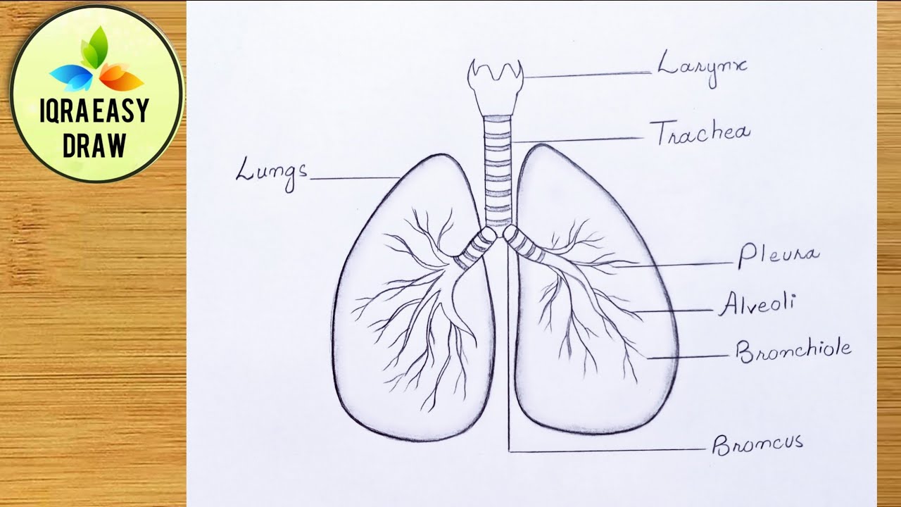 Aggregate 87+ sketch of human lungs super hot - in.eteachers