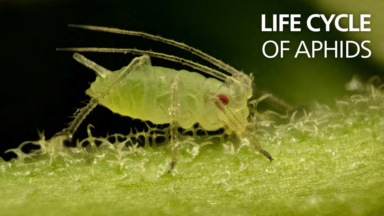 Do Aphids Come From The Soil?