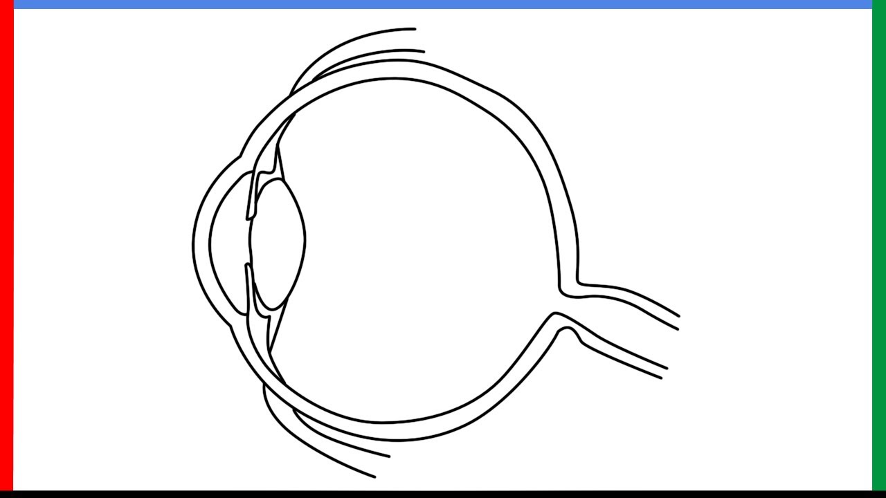 How to draw Human eye diagram Step by Step for Beginners - YouTube