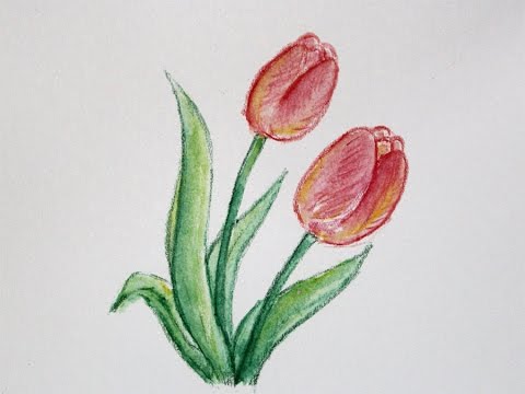 Cara Menggambar Bunga Tulip Dengan Pensil Warna