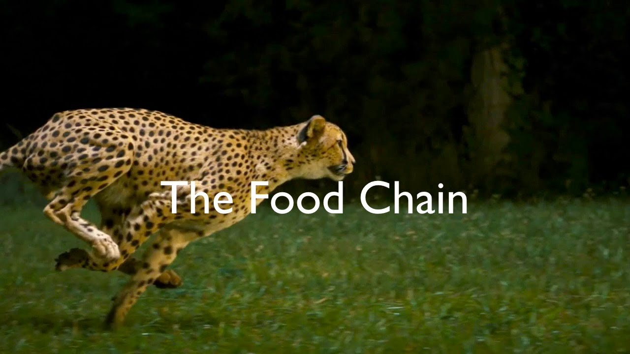 Cheetah Food Chain