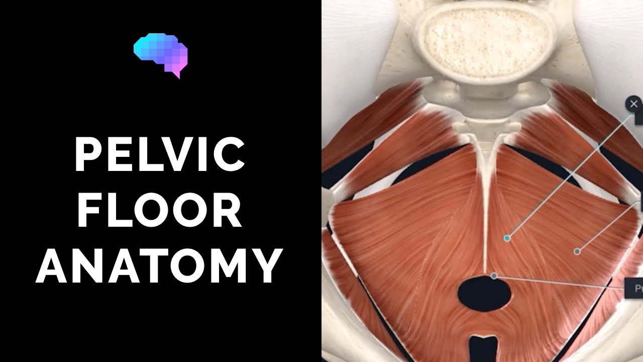 Pelvic Muscles Anatomy Male