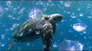 Scientists Go on a Mission to Save Sea Turtles