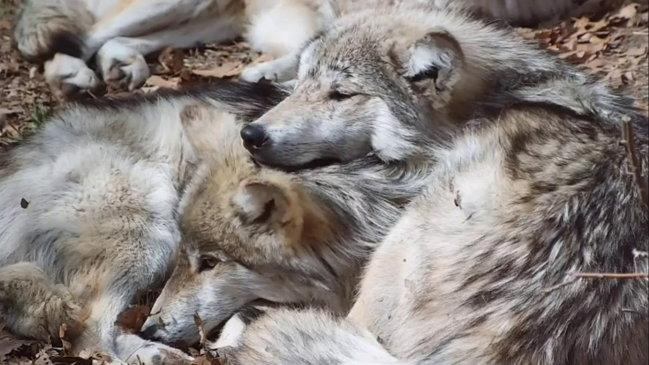 Wolves Cuddle and Comfort One Another - YouTube