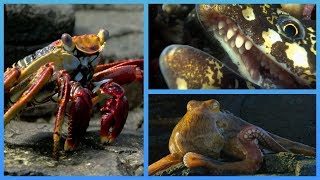 Crab vs Eel vs Octopus - Blue Planet II