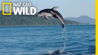 A Showy Dolphin Super-Pod | Destination WILD